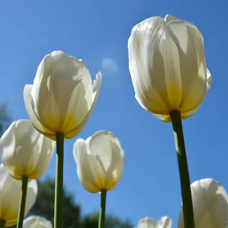 In Noordwijk Near & Noordwijkerhout