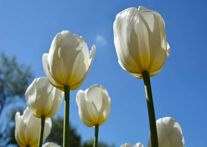 In Noordwijk Near & נורדוויקרהוט