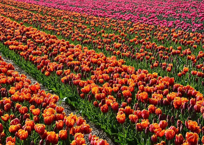 In Noordwijk Near & 別荘 ノールトウェイケルハウト　